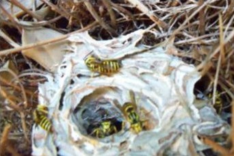 Yellow Jacket Nest